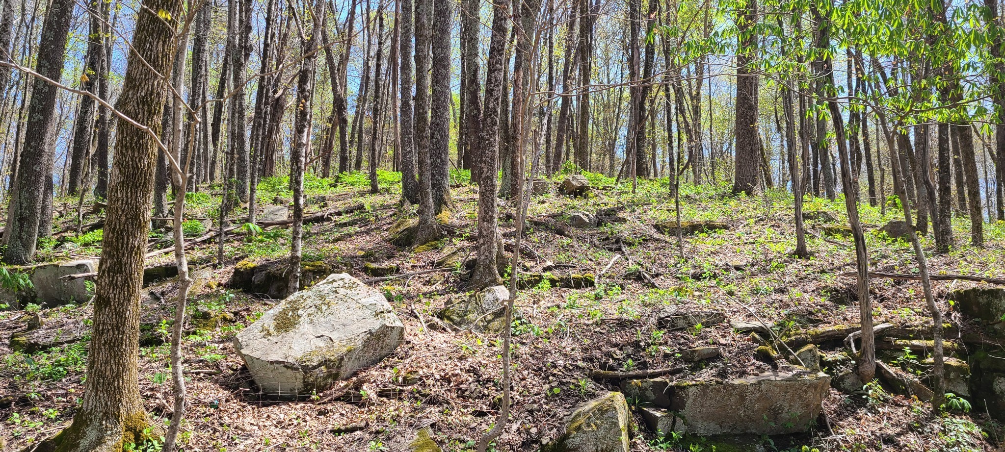 0 Gap Road McMinnville, TN 37110 - Photo 14 of 37