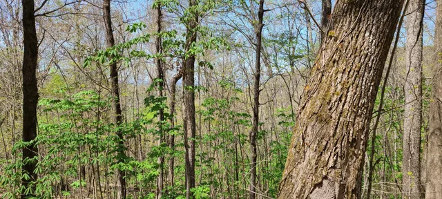 $270,960 | 0 Gap Road, McMinnville, TN 37110