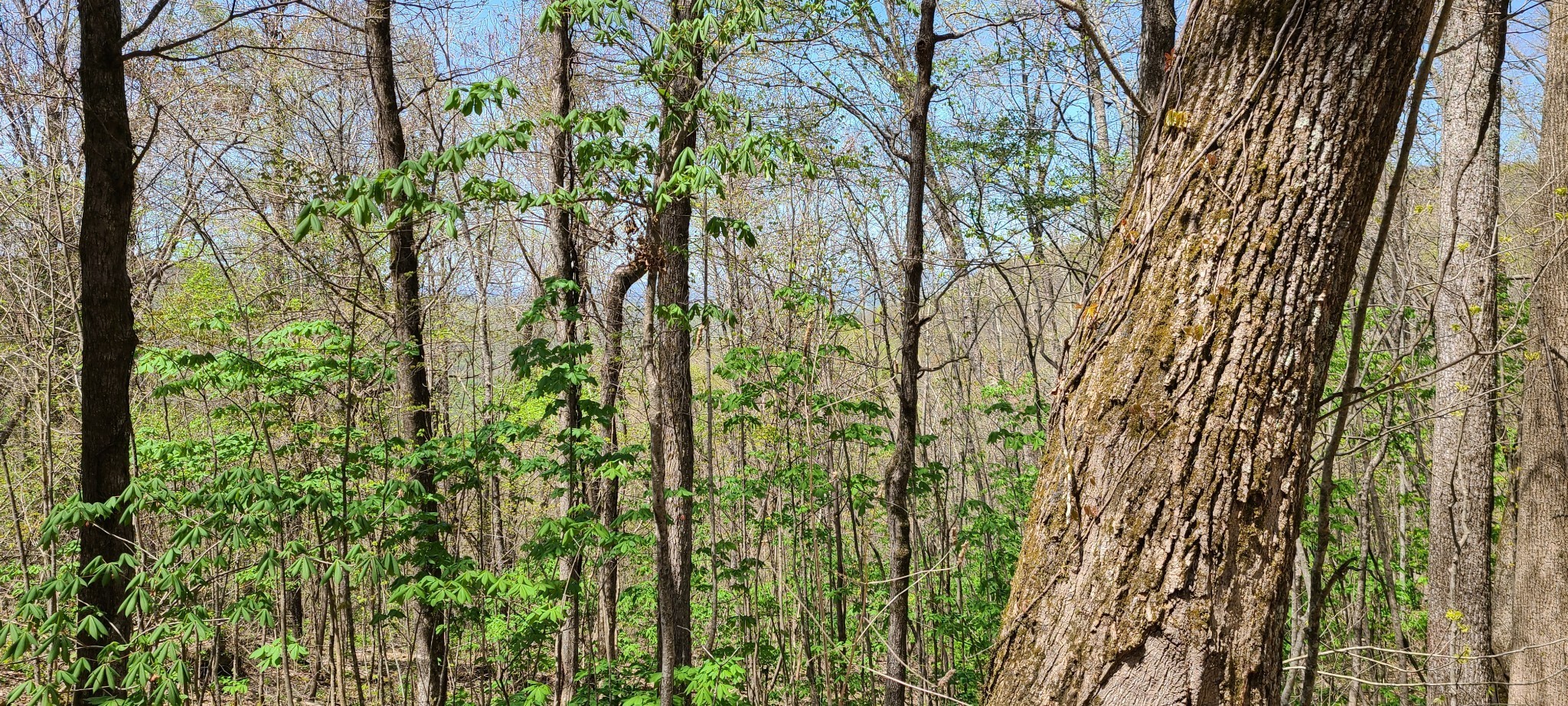 0 Gap Road McMinnville, TN 37110 - Photo 17 of 37