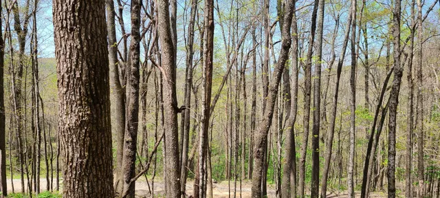 $270,960 | 0 Gap Road, McMinnville, TN 37110