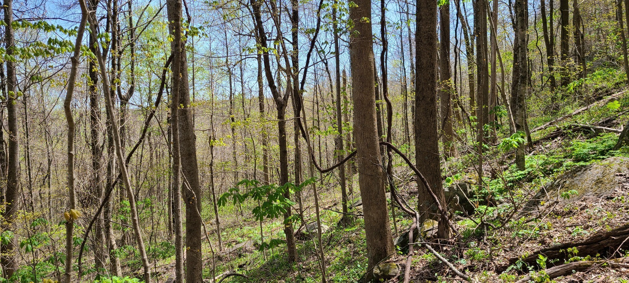 0 Gap Road McMinnville, TN 37110 - Photo 20 of 37