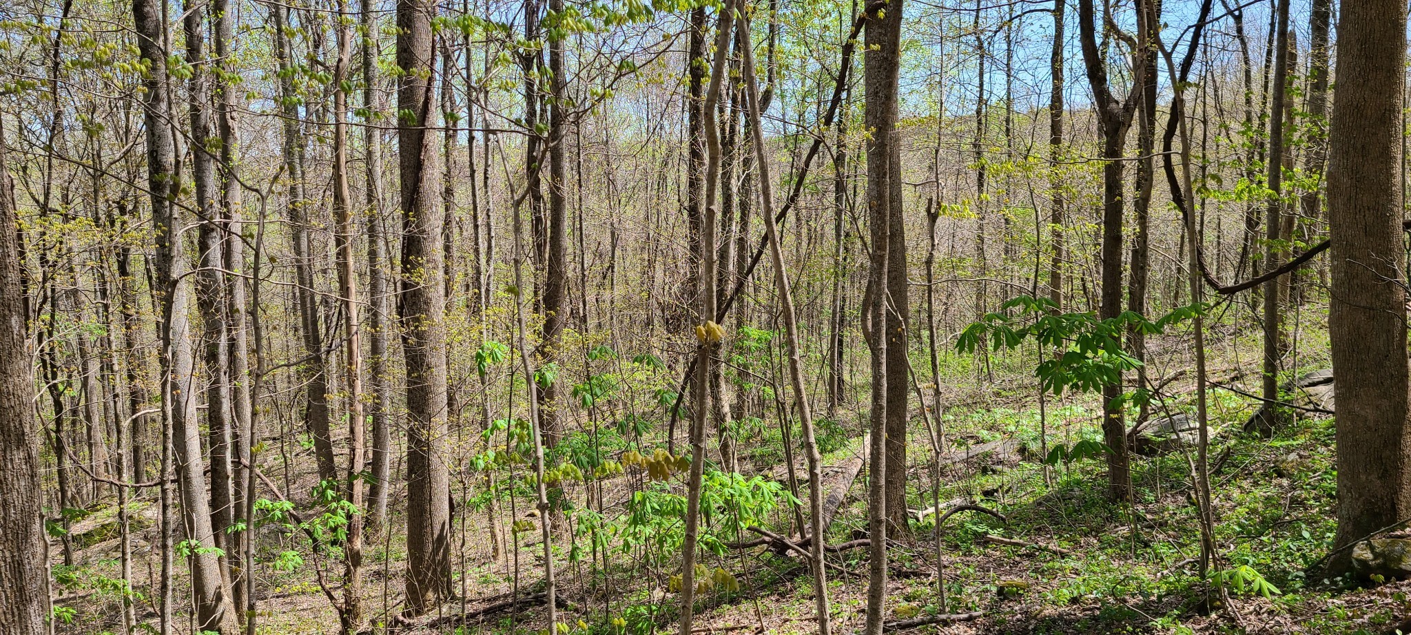 0 Gap Road McMinnville, TN 37110 - Photo 27 of 37