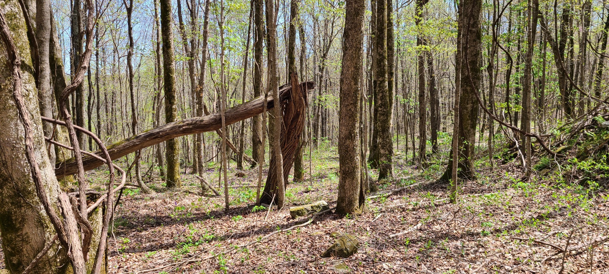 0 Gap Road McMinnville, TN 37110 - Photo 30 of 37