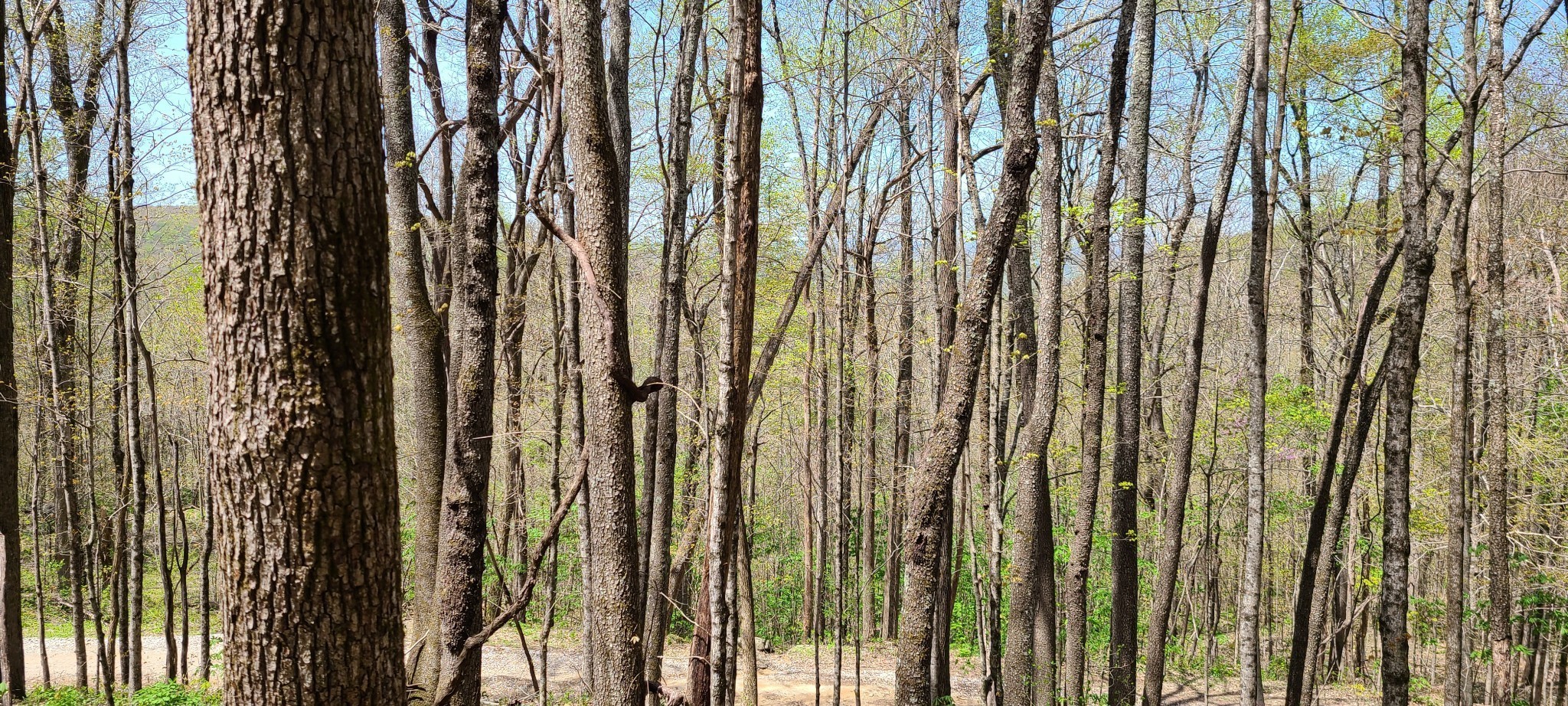 0 Gap Road McMinnville, TN 37110 - Photo 31 of 37