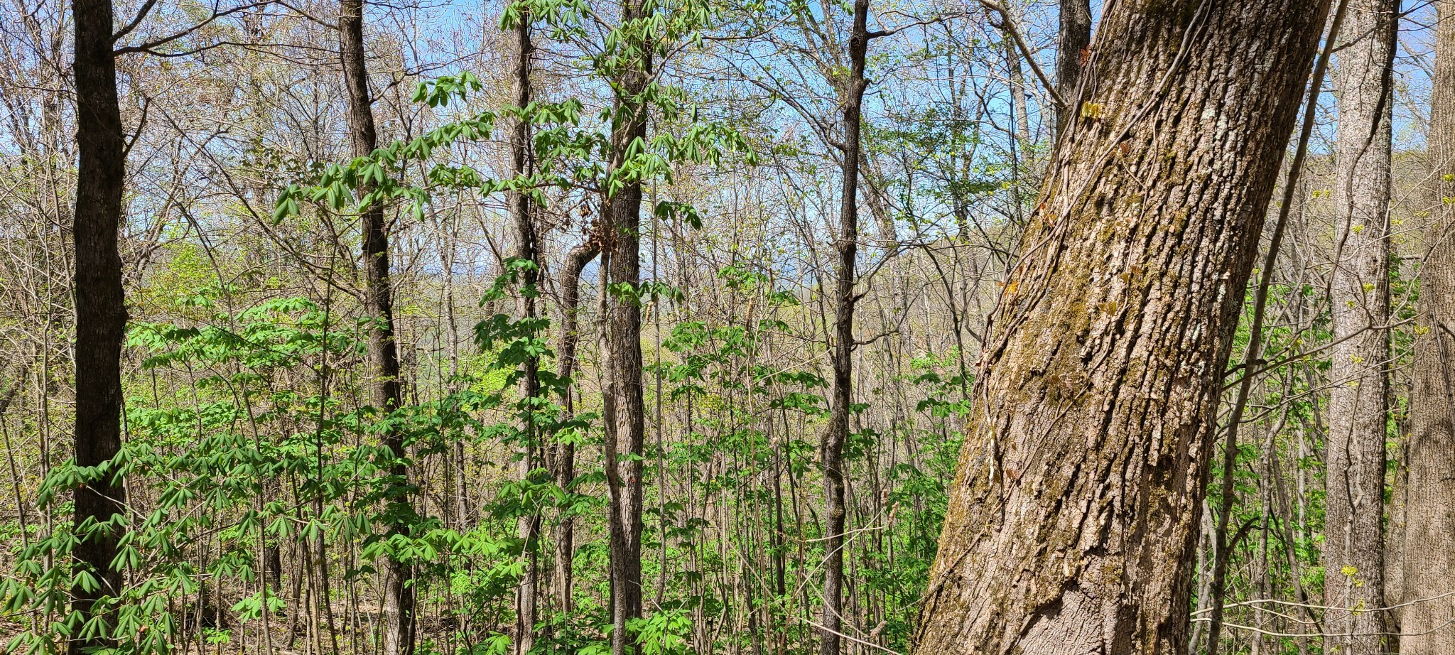 0 Gap Road McMinnville, TN 37110 - Photo 33 of 37