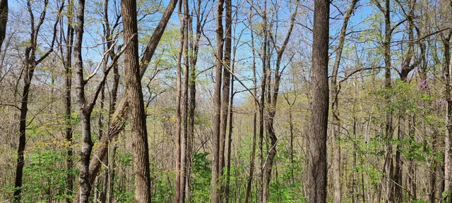 $270,960 | 0 Gap Road, McMinnville, TN 37110