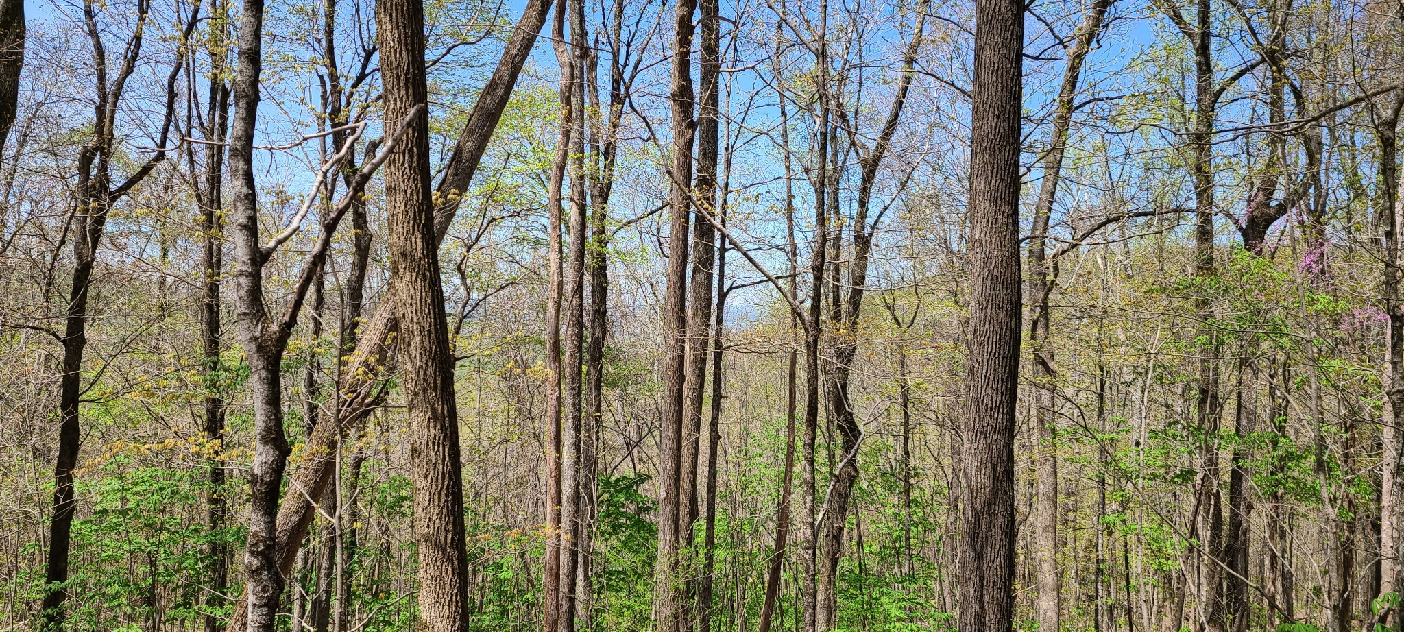 0 Gap Road McMinnville, TN 37110 - Photo 37 of 37