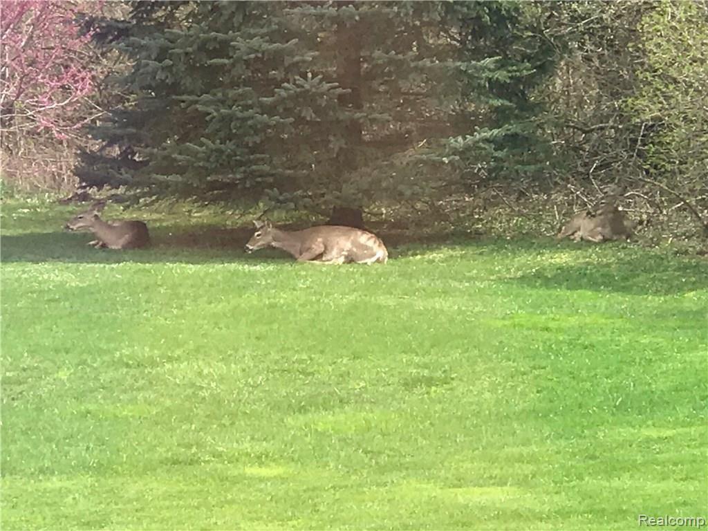 2460 North Henderson Road Davison, MI 48423 - Photo 42 of 42 Deer in yard