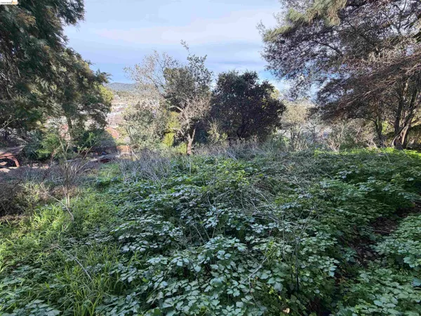 a view of a forest