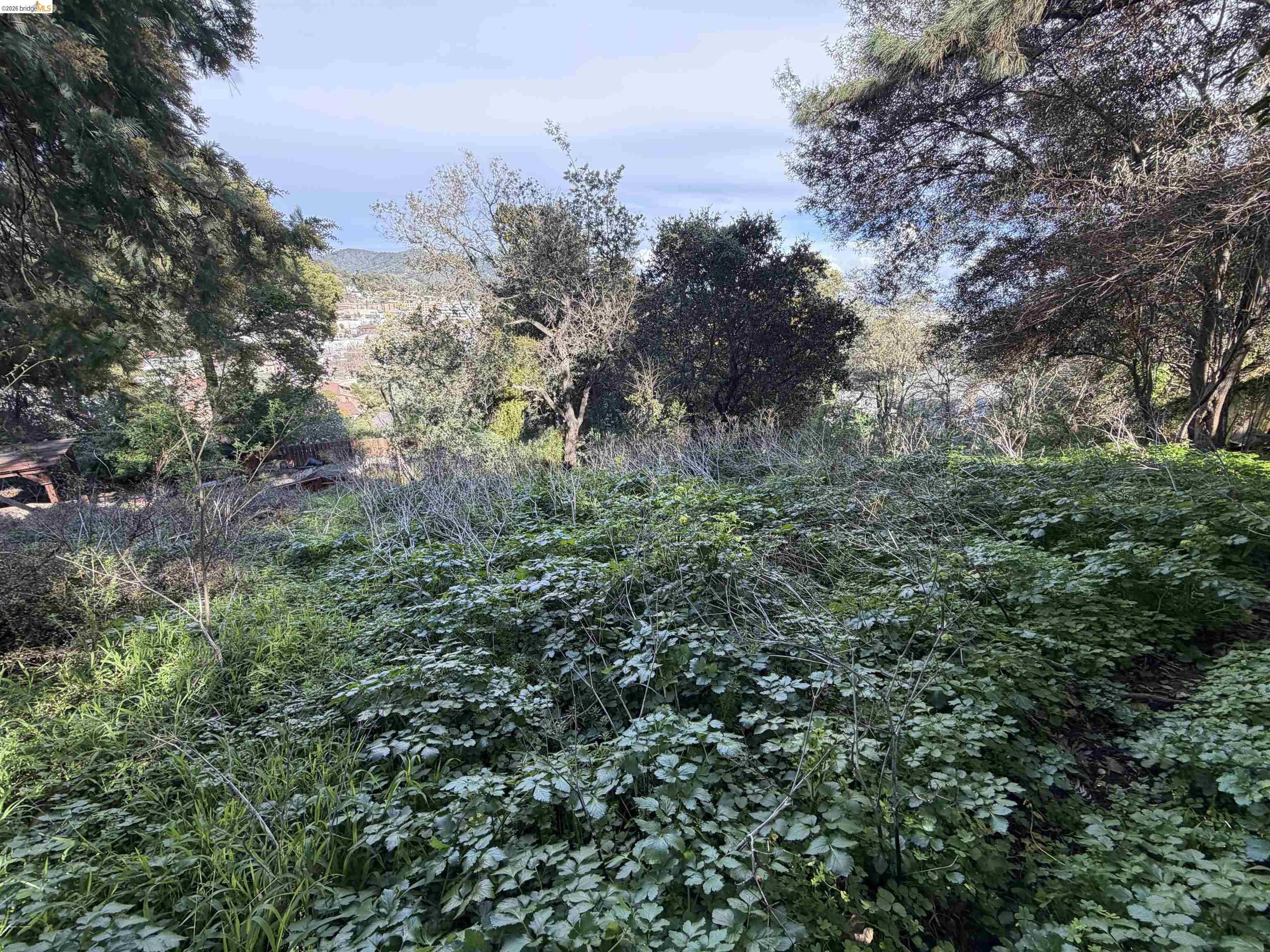 59-60 Clayton Street San Rafael, CA 94901 - Photo 3 of 11 a view of a lush green forest with lots of trees