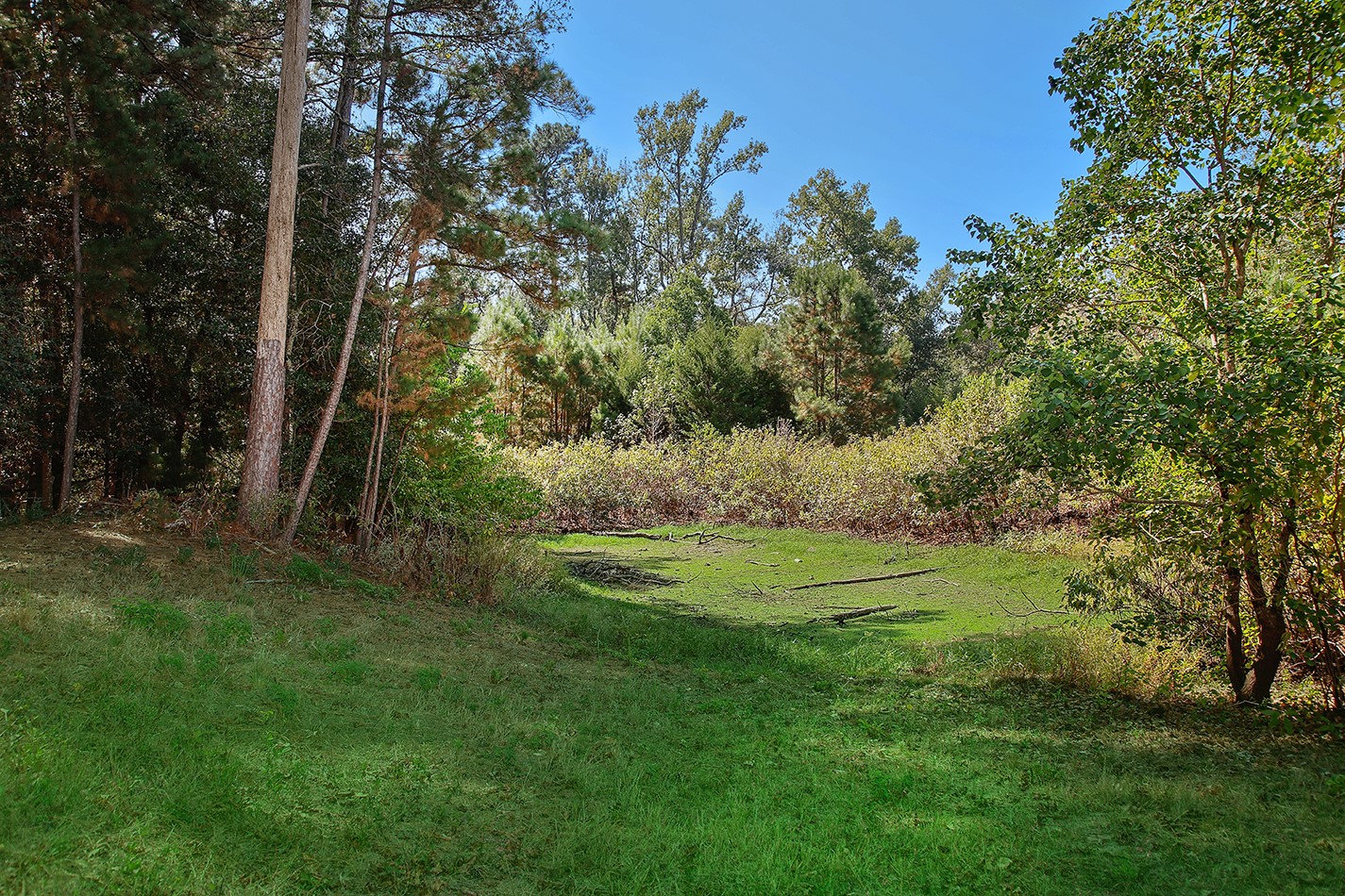7185 Highway 75 Huntsville, TX 77340 - Photo 12 of 33 a view of a field with a tree