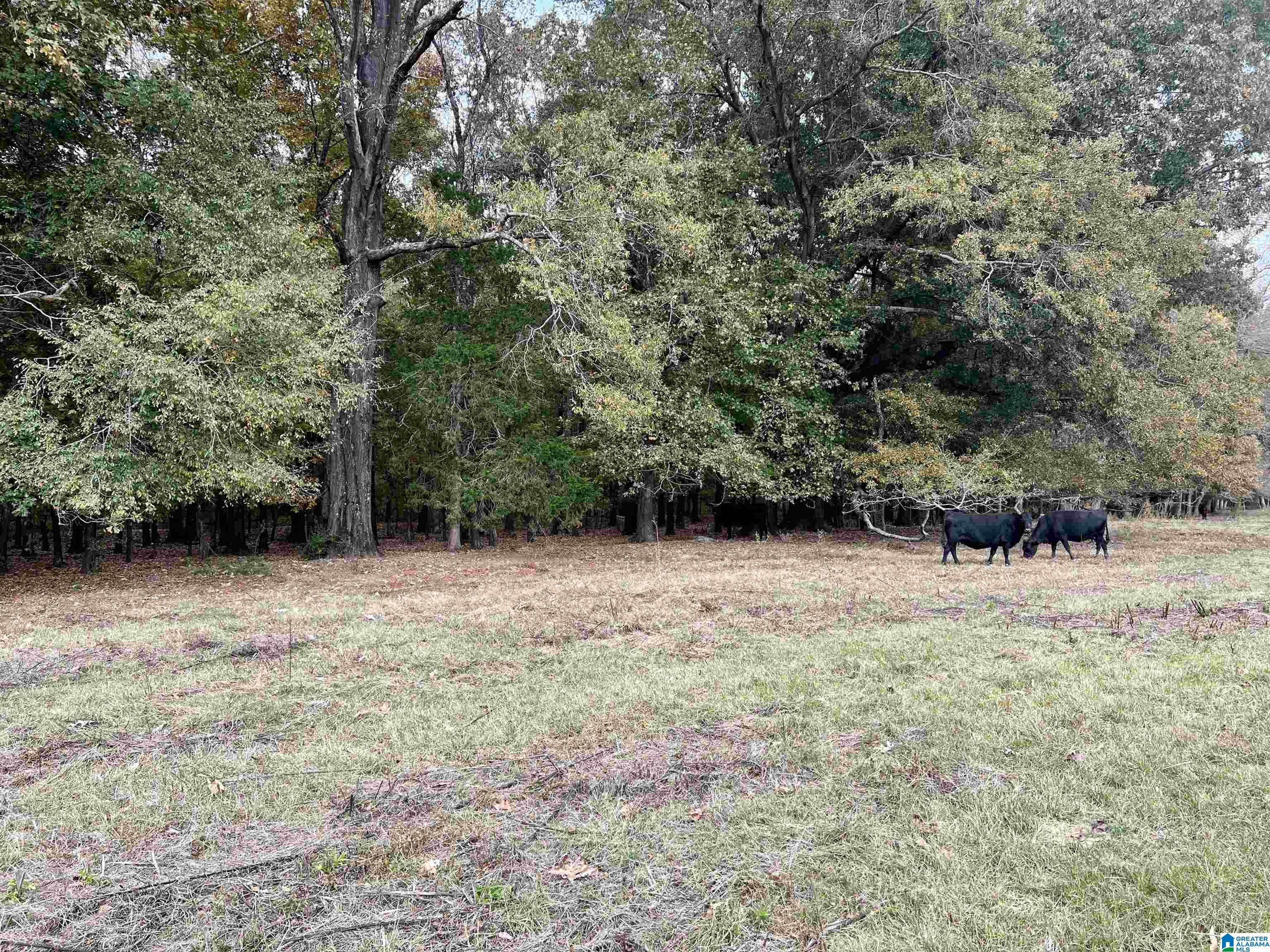 0 Rock Springs Road, Unit 52 24 Warrior, AL 35180 - Photo 39 of 39