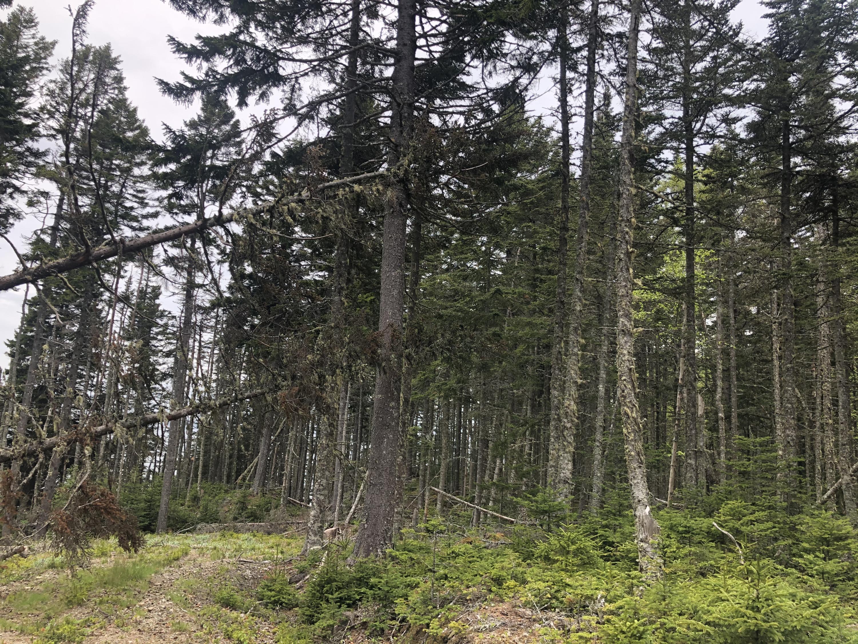 2 Carver Industry Road Beals, ME 04611 - Photo 26 of 26 Lot 3 Woods 5 23 2021