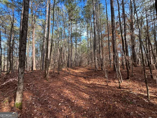 a view of a backyard with trees