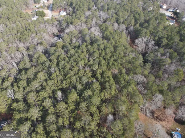 a close up of a plant