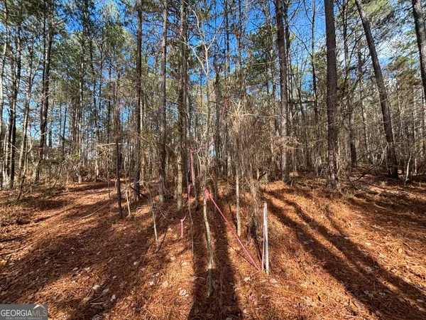 a view of forest