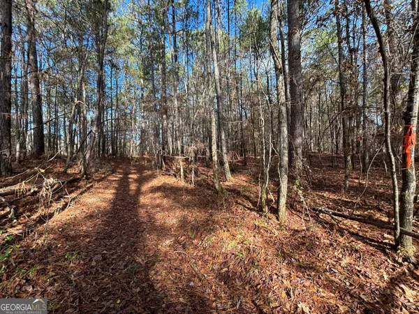 a view of forest