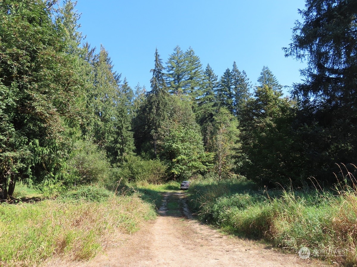 -xxx Stub Road Onalaska, WA 98570 - Photo 13 of 19 a view of a yard with plants and large trees