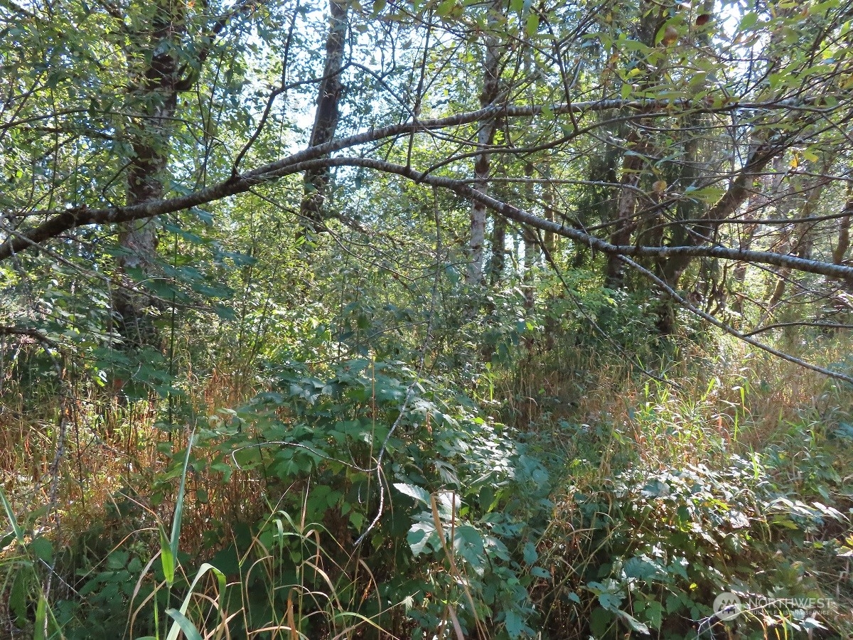 -xxx Stub Road Onalaska, WA 98570 - Photo 14 of 19 a backyard of a house with lots of trees
