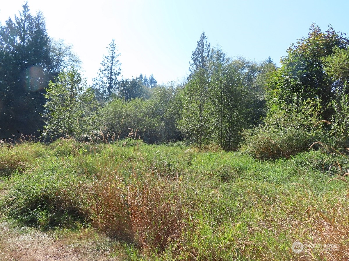 -xxx Stub Road Onalaska, WA 98570 - Photo 16 of 19 a view of a lush green forest
