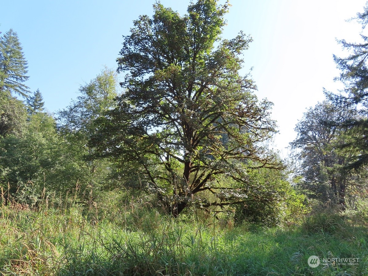 -xxx Stub Road Onalaska, WA 98570 - Photo 6 of 19