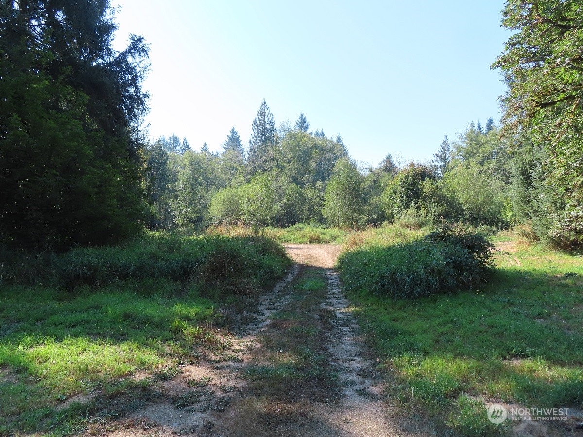 -xxx Stub Road Onalaska, WA 98570 - Photo 8 of 19 a view of a lush green forest with lots of trees