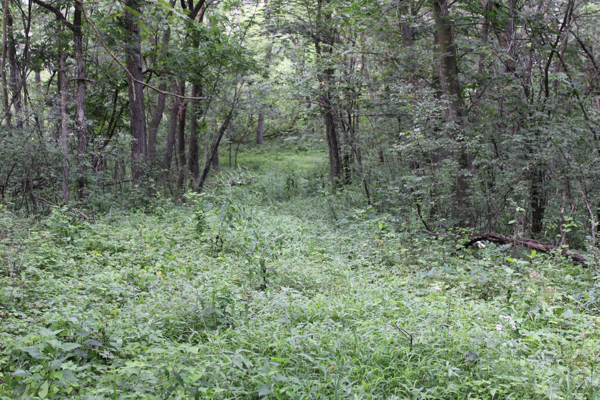 Tbd Northwest Tbd Nw New Haven Road Pine Island, MN 55963 - Photo 12 of 12