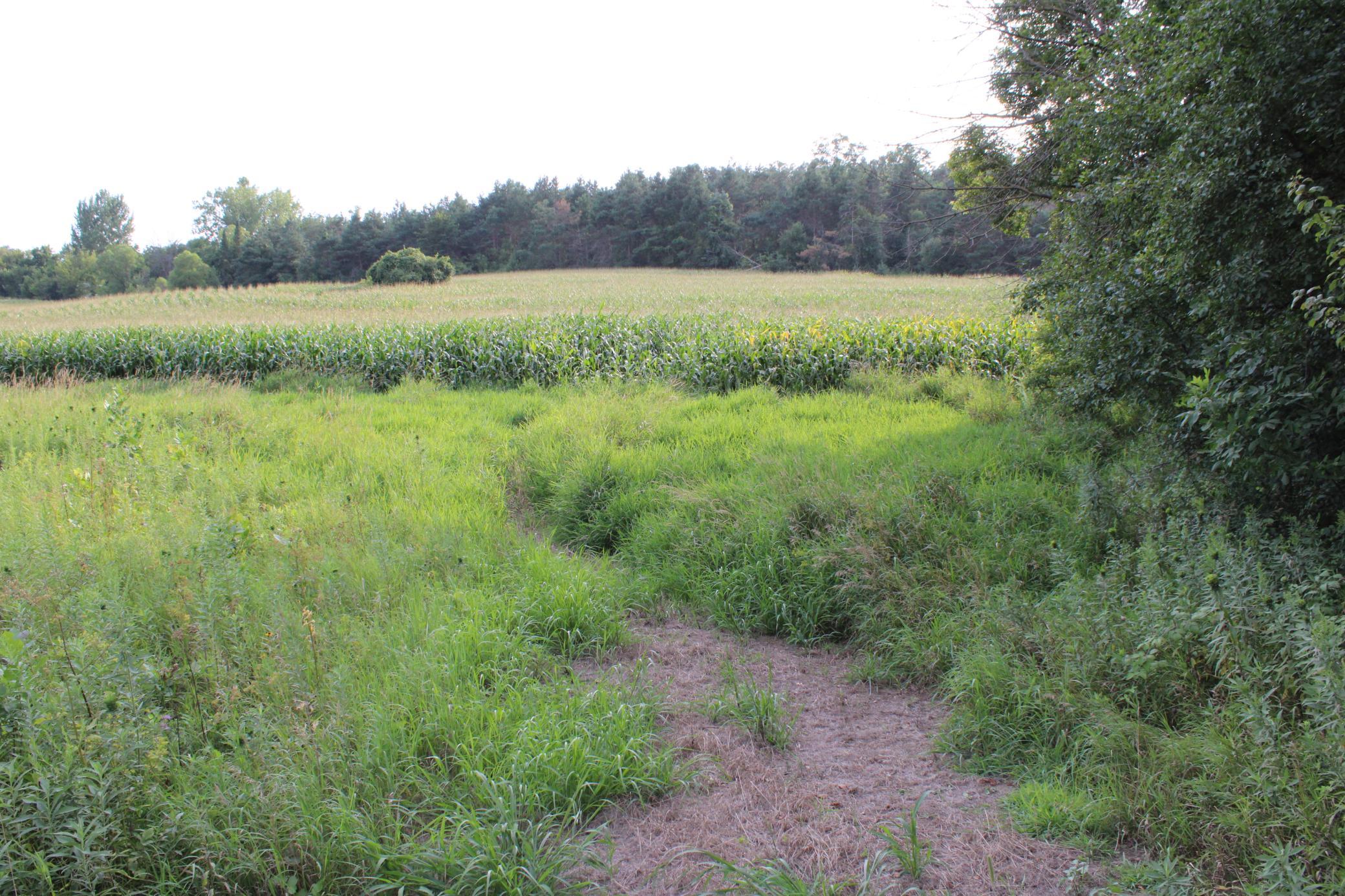 Tbd Northwest Tbd Nw New Haven Road Pine Island, MN 55963 - Photo 6 of 12