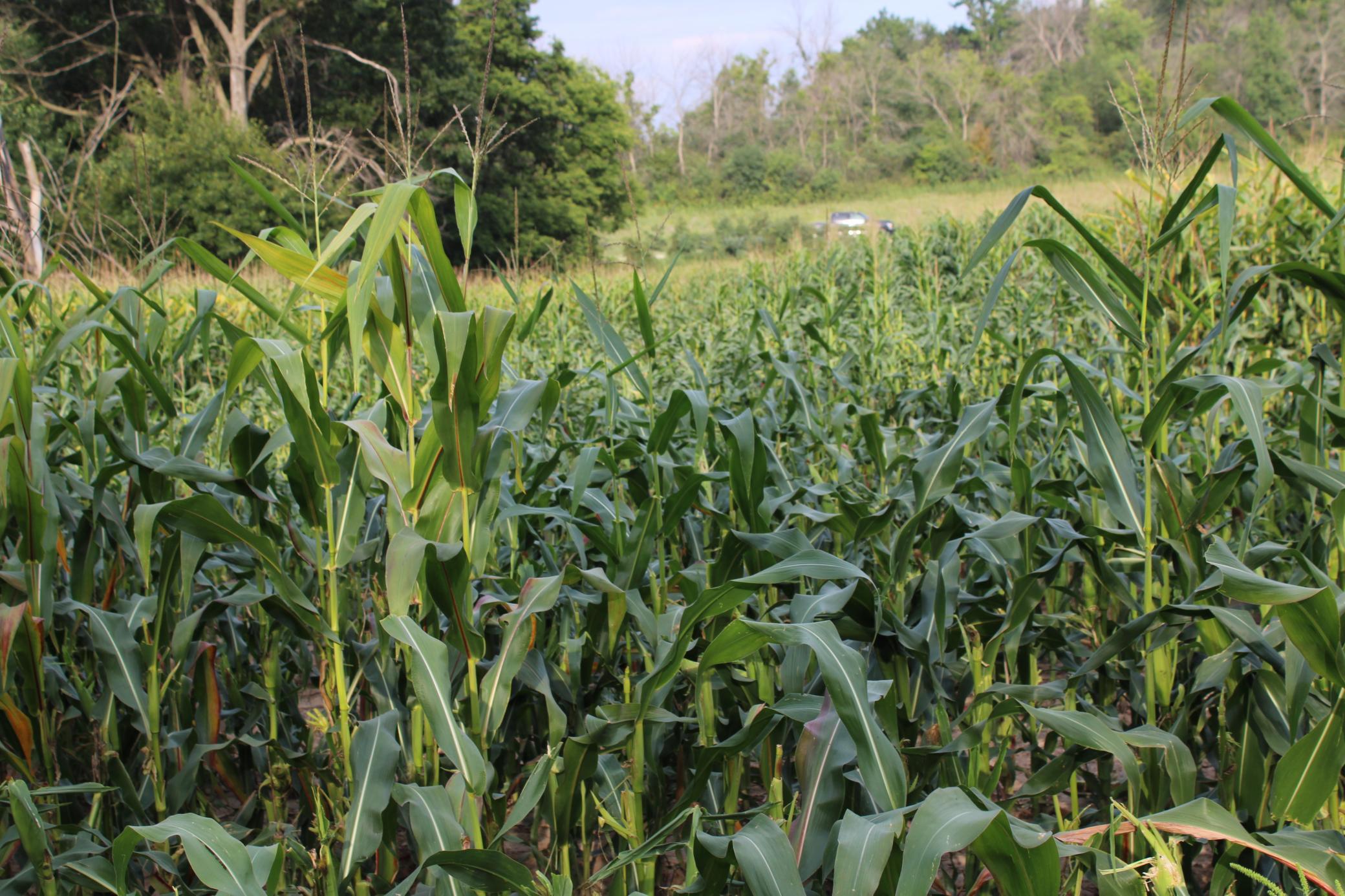 Tbd Northwest Tbd Nw New Haven Road Pine Island, MN 55963 - Photo 7 of 12