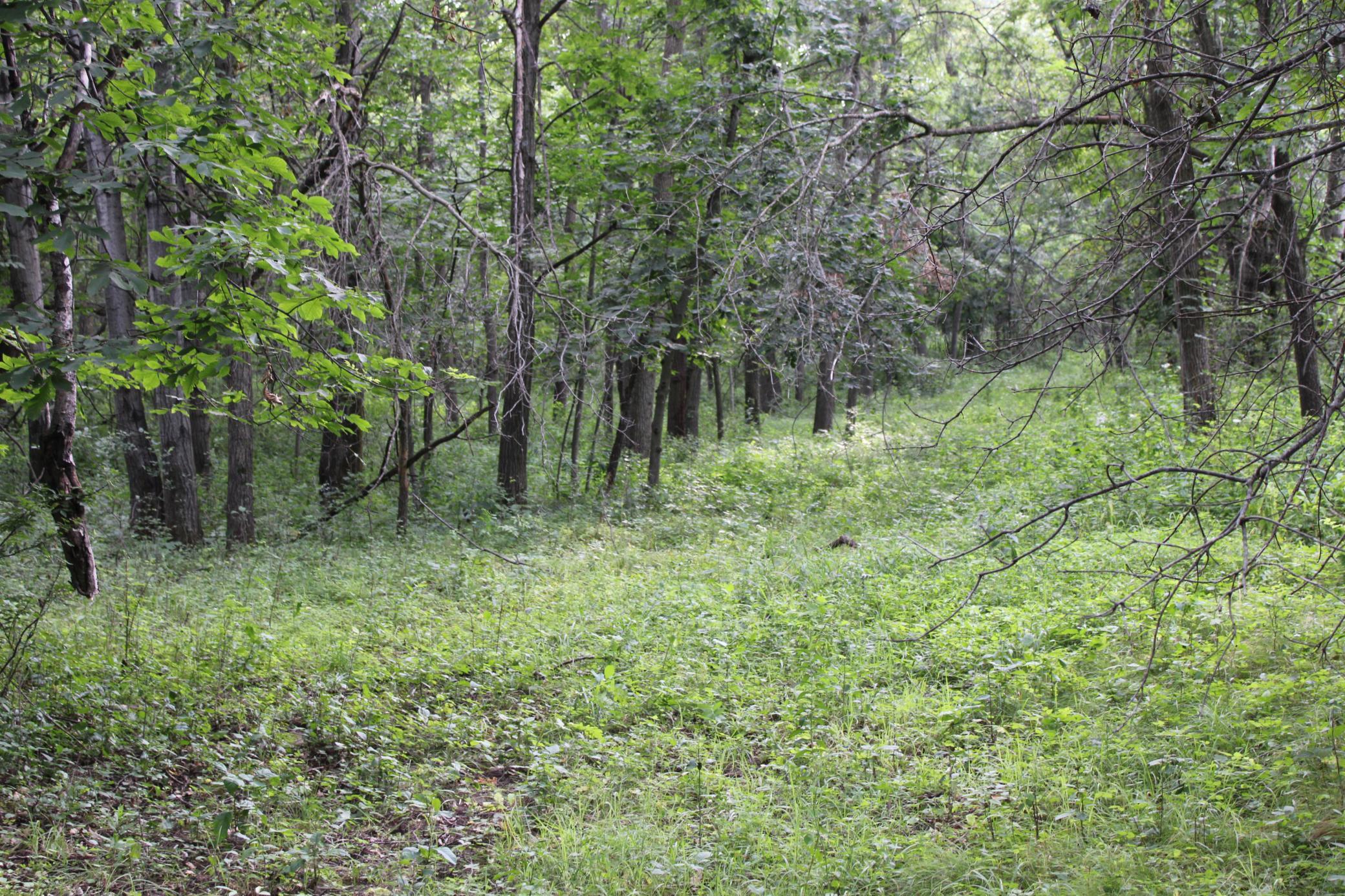 Tbd Northwest Tbd Nw New Haven Road Pine Island, MN 55963 - Photo 8 of 12