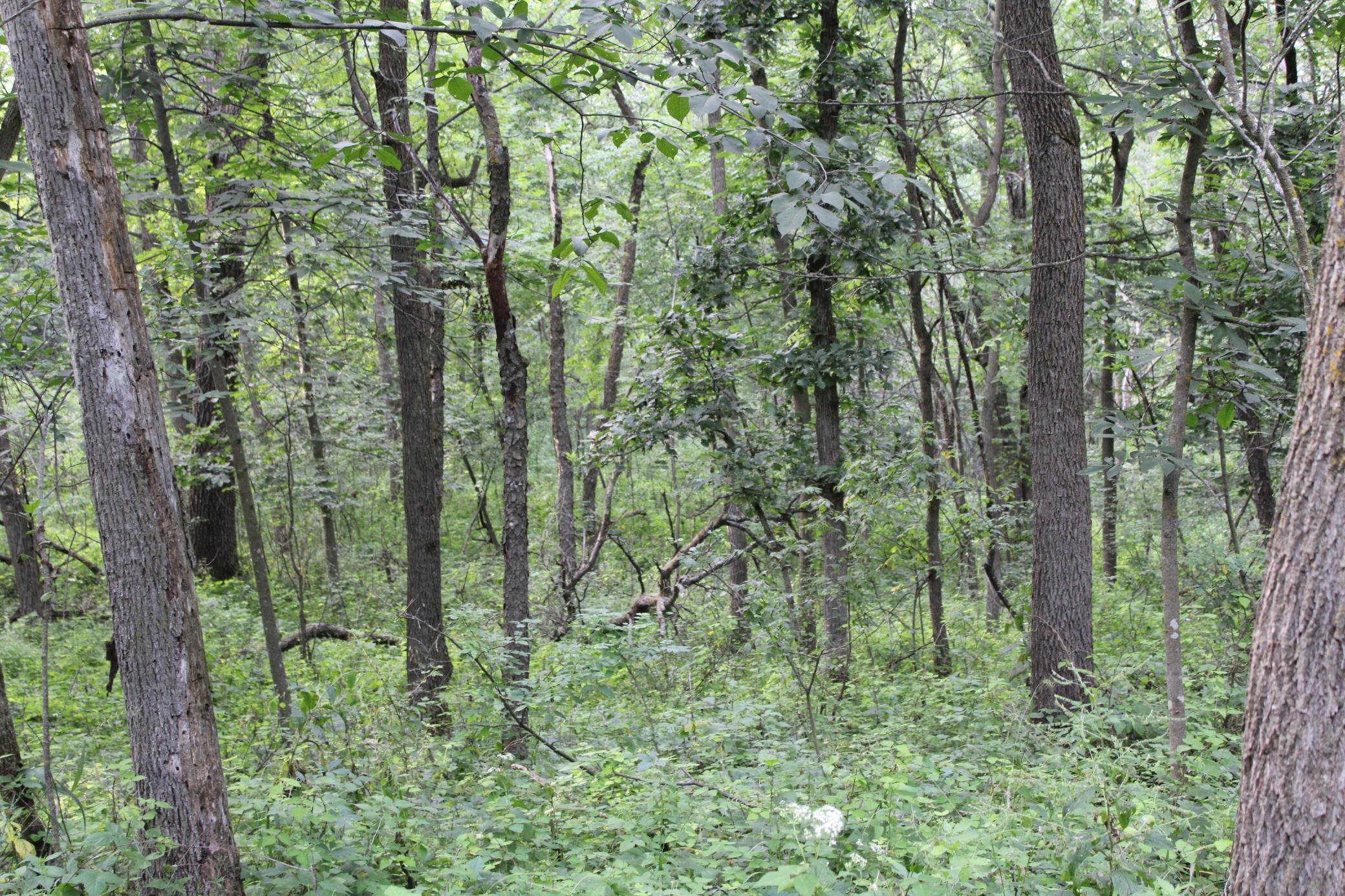 Tbd Northwest Tbd Nw New Haven Road Pine Island, MN 55963 - Photo 9 of 12