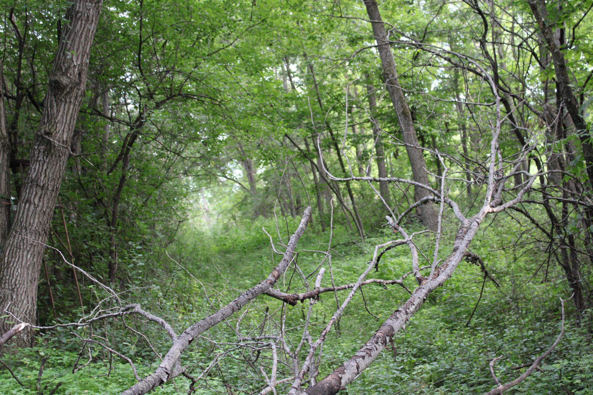 Tbd Northwest Tbd Nw New Haven Road Pine Island, MN 55963 - Photo 10 of 12