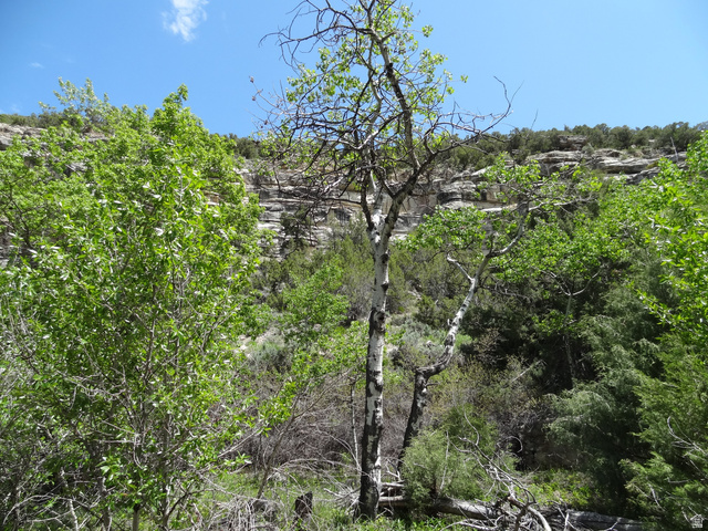 8578 West Red Cloud Loop Road Vernal, UT 84078 - Photo 10 of 25 Natural landscaping featuring diverse trees and native flora, with a rock formation backdrop