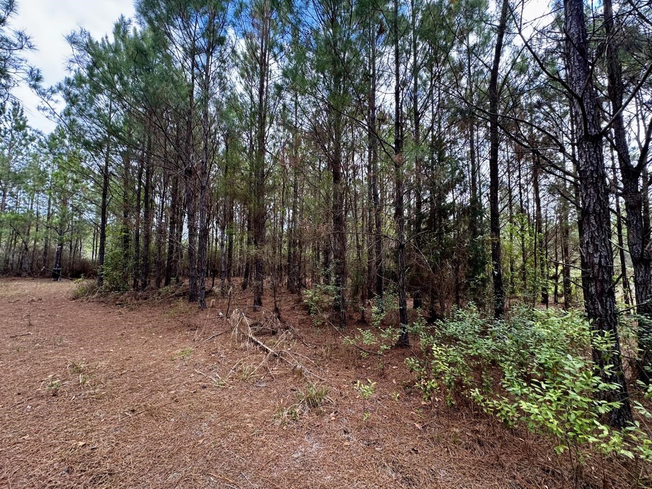 Vacant Southwest Vacant Sw Captain Brown Road Madison, FL 32340 - Photo 10 of 37