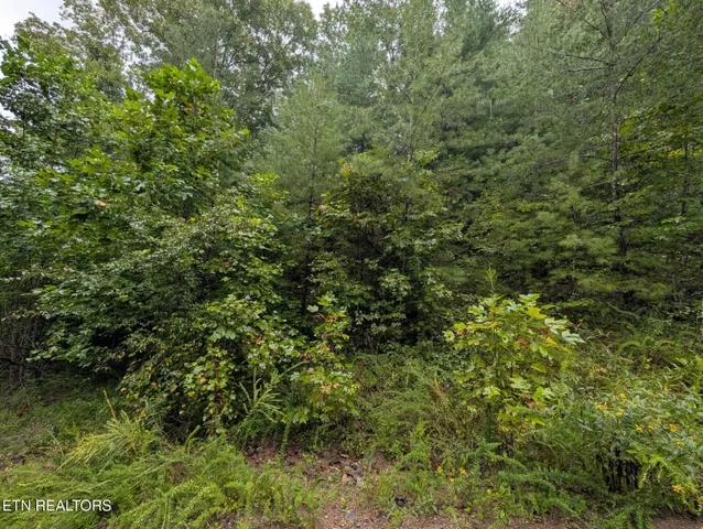 a view of a lush green forest with large trees