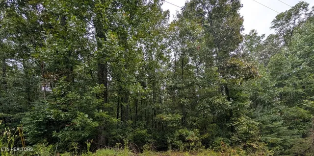 a view of a lush green forest