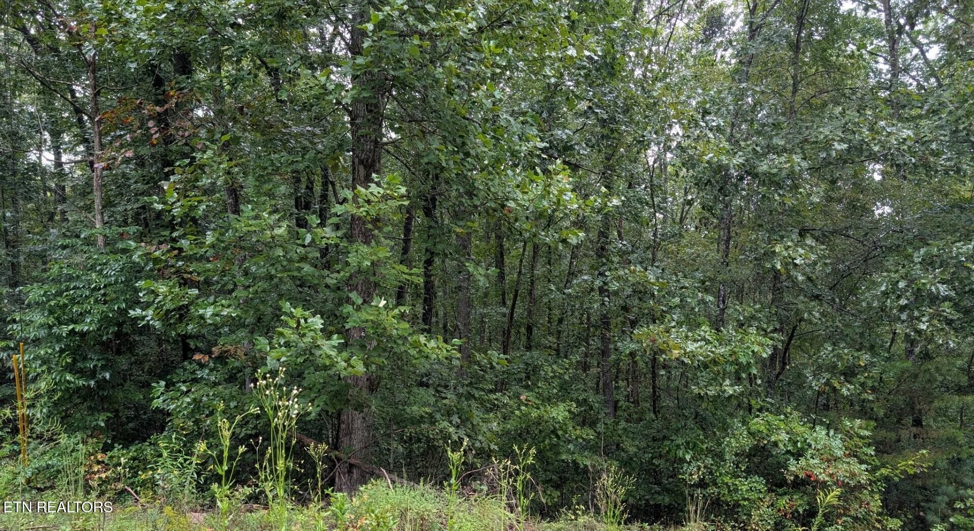 0 Catoosa Road Lancing, TN 37770 - Photo 6 of 8 a view of a lush green forest