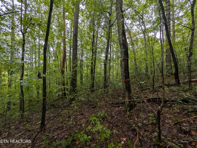 a view of a forest with a tree
