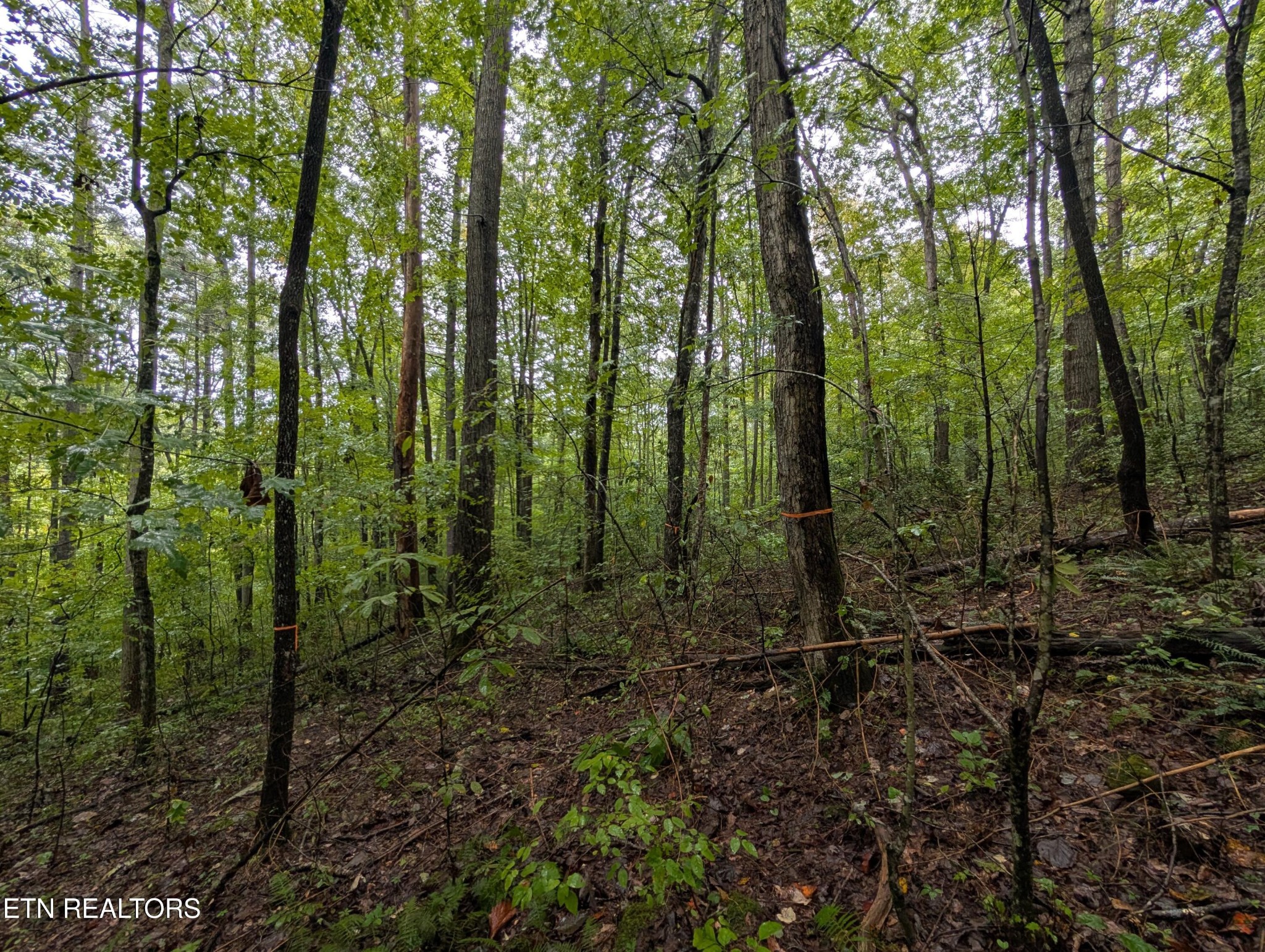 0 Catoosa Road Lancing, TN 37770 - Photo 7 of 8 a view of forest