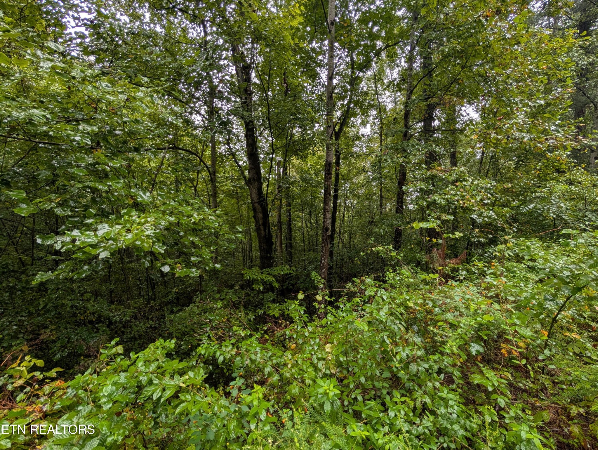 0 Catoosa Road Lancing, TN 37770 - Photo 8 of 8 a view of a forest with a tree