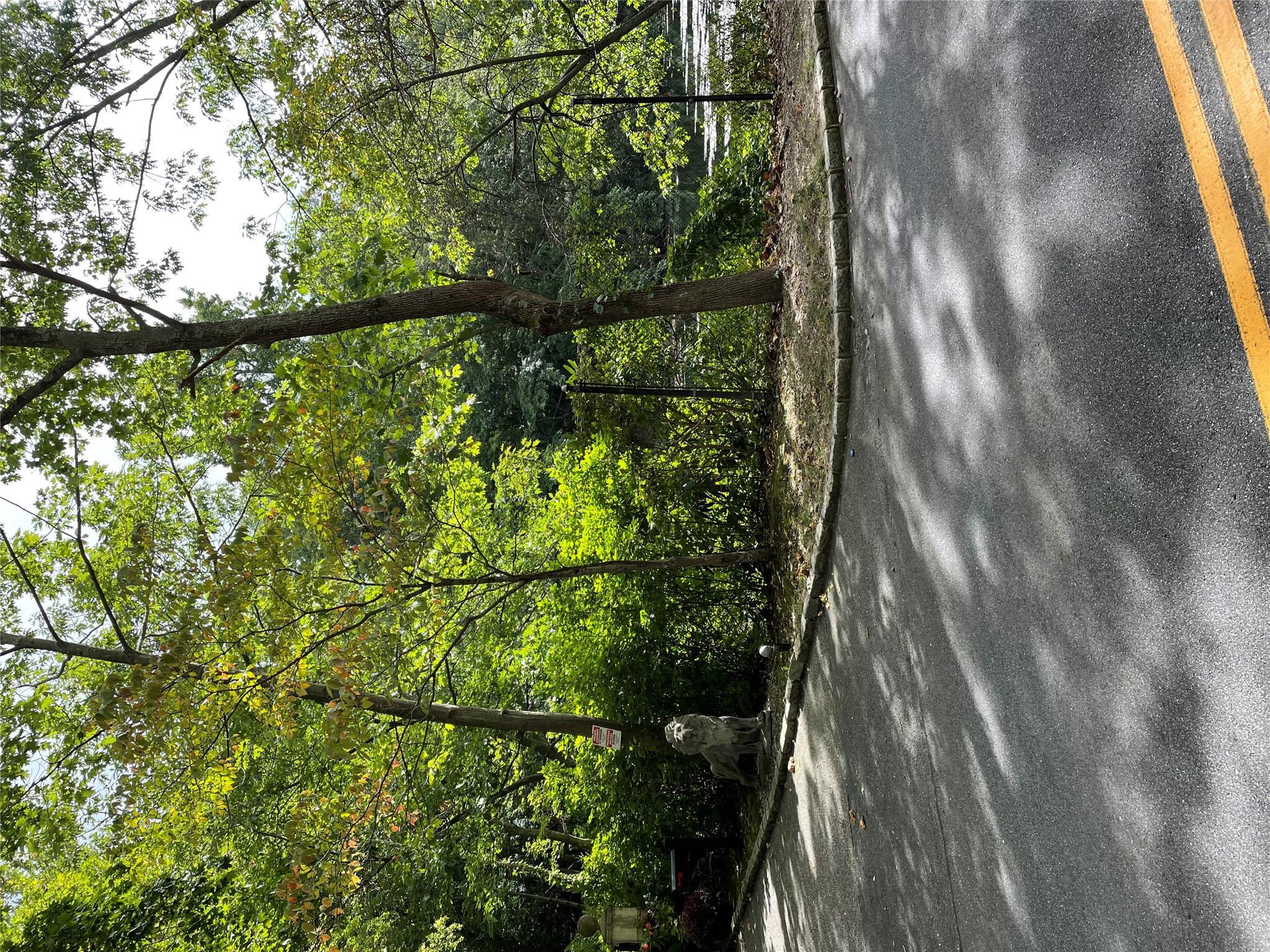 View of road with curbs and a forest view