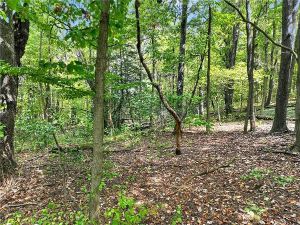 a view of a lush green forest