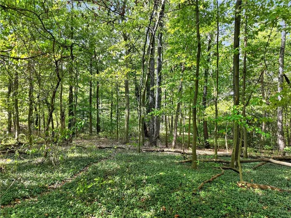 a big yard with lots of green space and trees