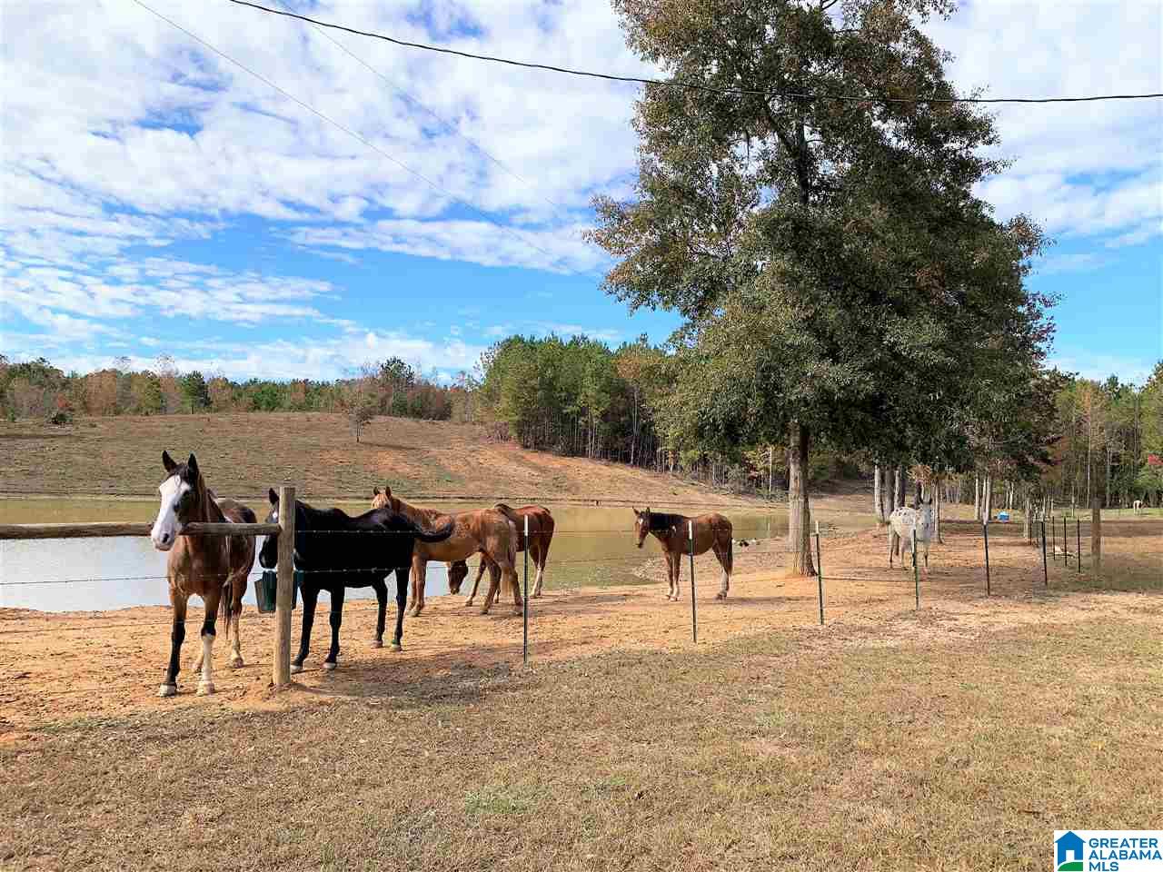 345 County Road 247 Fruithurst, AL 36262 - Photo 6 of 26