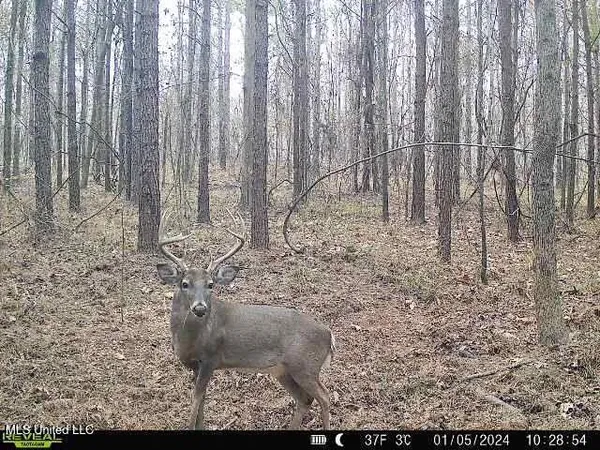 $239,000 | 4348 Big Creek Road, Sturgis, MS 39769