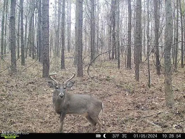 $239,000 | 4348 Big Creek Road, Sturgis, MS 39769