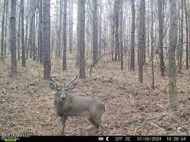 4348 Big Creek Road Sturgis, MS 39769 - Photo 11 of 23 11