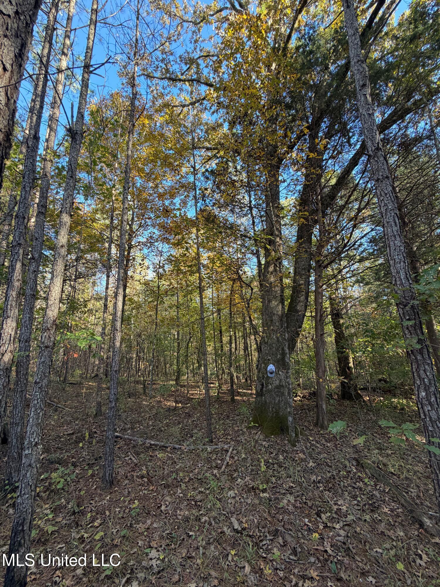 4348 Big Creek Road Sturgis, MS 39769 - Photo 12 of 23 12