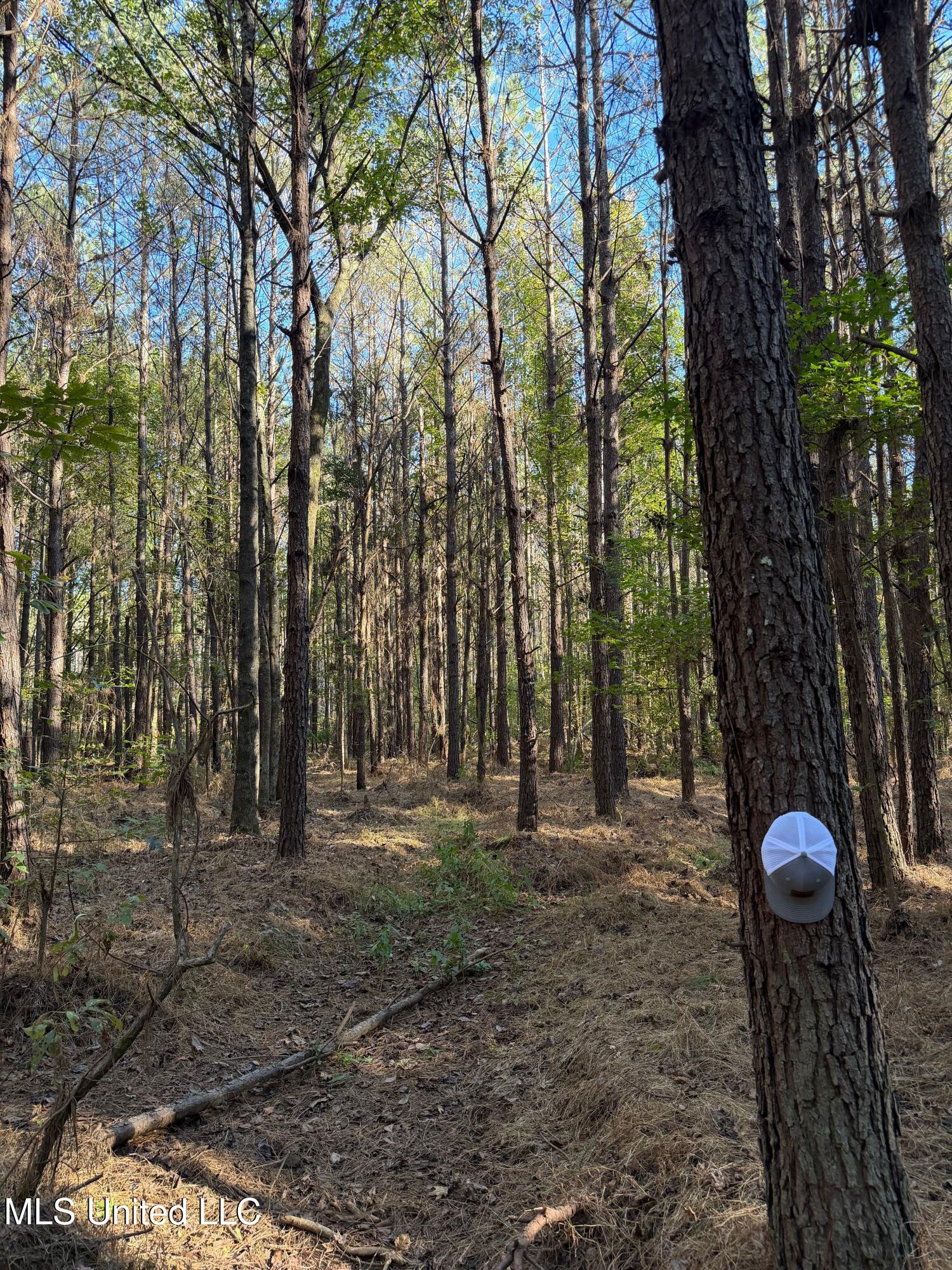 4348 Big Creek Road Sturgis, MS 39769 - Photo 15 of 23 15