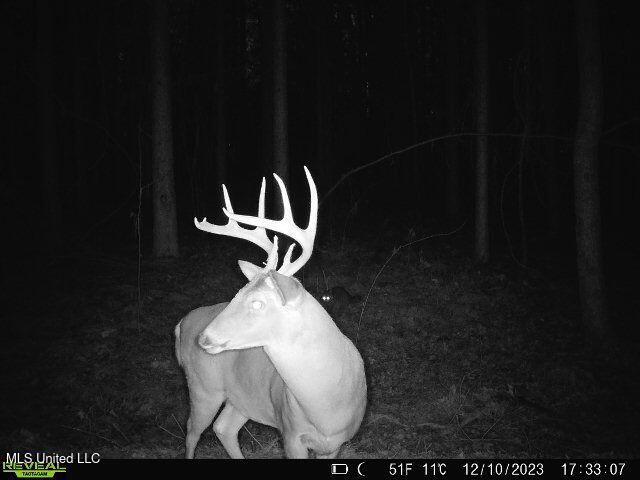 4348 Big Creek Road Sturgis, MS 39769 - Photo 5 of 23 5